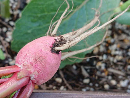 直根性の野菜を移植するとどうなるか? | 家族と楽しむ家庭菜園