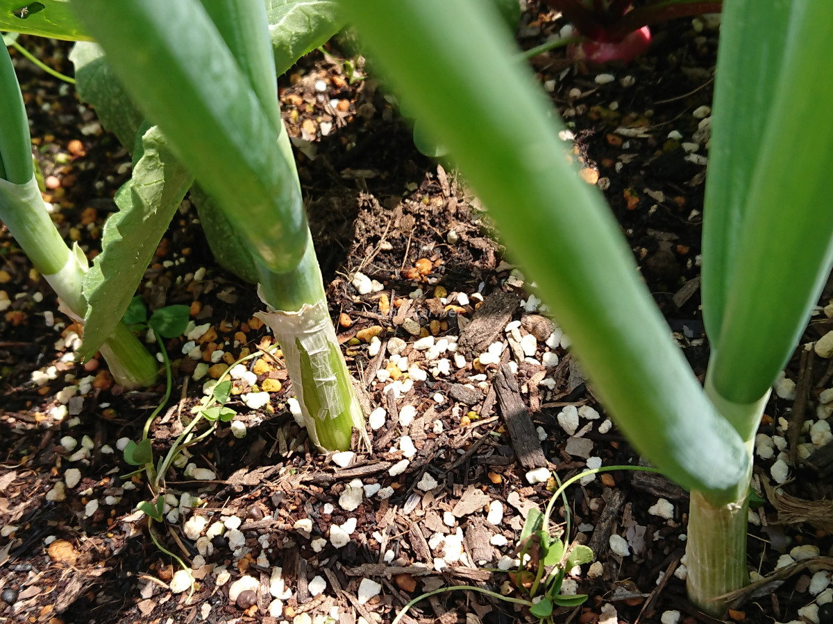 ネギ属は土壌を健康にする優秀なコンパニオンプランツ 家族と楽しむ家庭菜園