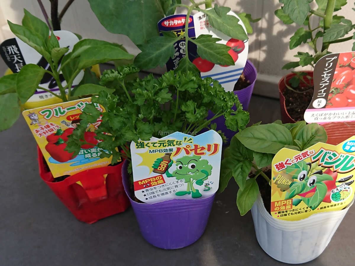 家庭菜園初心者が5月に植え付けた野菜 トマト ナス パプリカ中心 家族と楽しむ家庭菜園